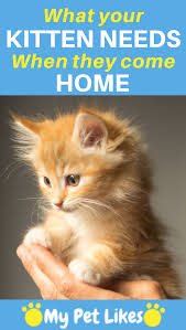 A Few Must Haves For When You Bring That New Kitten Home Kitten Adoption Raising Kittens Cat Care