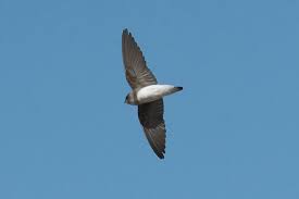 Image result for Wahlenbergia paludicola