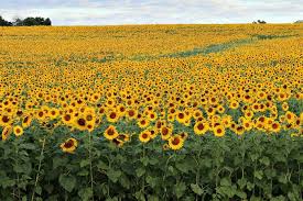 Sunflowers need more water than most plants as they are growing. Growing Sunflower Plants Sunflower Care Tips For Big Beautiful Blooms