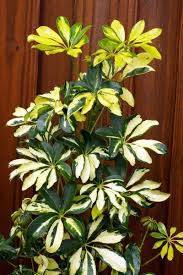 I am in canadian zone 5a which is about equivalent to usda 4b. Trimming Schefflera Houseplants How To Prune A Schefflera Plant