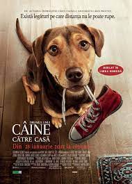 De fapt, nici măcat nu e nevoie să vorbească. A Dog S Way Home Drumul Unui Caine CÄƒtre CasÄƒ 2019 Film Cinemagia Ro