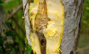 Most relevant best selling latest uploads. What Is Oud Oil Agarwood Oil Sainty Oud