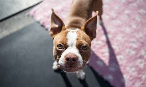 Boston animal care and control shelter. Boston Terrier Price How Much Does This Adorable Breed Cost My Dog S Name