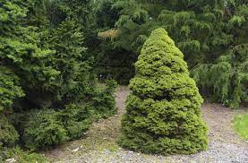 Unlike christmas trees, however, dwarf alberta spruce trees look furry rather than spiny due to their dense bundle of branches and leaves. How To Grow And Care For Dwarf Alberta Spruce Shrubs
