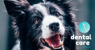 Why Dental Care for Pets is Important - Naples Coastal Animal Hospital