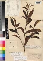 Image result for Rauvolfia mannii