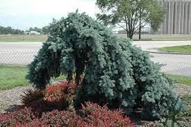 Maybe you would like to learn more about one of these? Weeping Blue Spruce Picea Pungens Pendula Tree Form In Richmond Fairfax Loudoun Prince William Fredericks Virginia Va At Meadows Farms Nurseries
