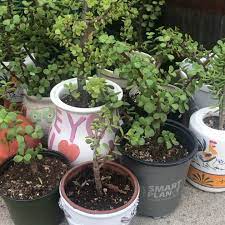 Elephant Bush Video Plants Jade Plants Planting Succulents