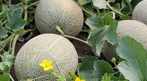 La culture du melon est possible dans toutes les régions de france, en fonction de la variété. Melon Plantation Entretien Cote Maison