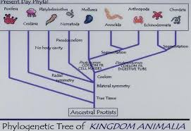 Animal Kingdom Classification Tree Google Search