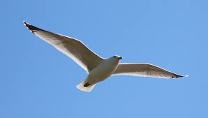 Son passager est très grièvement blessé. Seagull Flying Bird In Free Photo On Pixabay