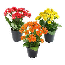 Image result for Kalanchoe dyeri