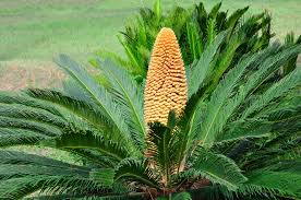 Check spelling or type a new query. Sago Palm Flower Head Tips For Cutting Off Sago Flowers