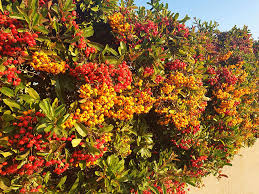 Image result for Pyracantha