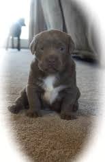 Many purists think that they are the result of a weimaraner being introduced to the breeding process. View Ad Labrador Retriever Litter Of Puppies For Sale Near Michigan Pigeon Usa Adn 11008