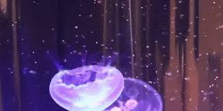 All our moon jellyfish are bred in the uk making them suitable for the aquarium environment. Keep Your New Pet Jellyfish Alive In This Tank