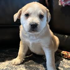 🌪️ Meet Twister! 🌪️ This little whirlwind of joy will be 8 weeks old