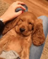 Black And Tan Cocker Spaniel For Sale Los Angeles Sleepy Cute Baby Dogs Cute Dog Pictures Spaniel Puppies