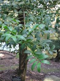 Image result for Nageia nagi