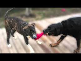 1250 county road a1a st. S A F E Pet Rescue St Augustine Fl 5 Min Version Youtube