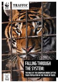 Atlantic ocean just off masonboro inlet: Falling Through The System The Role Of The Eu Captive Tiger Population In The Trade In Tigers By Wwf Tigers Alive Issuu