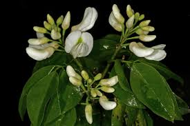 Image result for Craibia zimmermannii