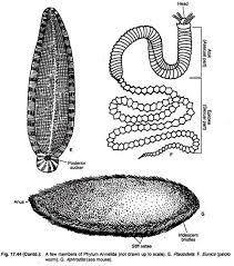 Phylum Annelida Habitat Features And Classification