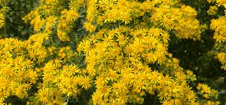 Before you are able to effectively treat/remove them you must first be able to identify whether or not it is a garden weed. Top 10 Most Dangerous Weeds In The Uk Japanese Knotweed