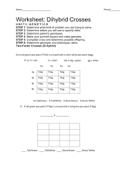 Chapter 10 dihybrid cross worksheet answer key pdf. Ttgg Ttgg