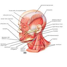 Human muscle system, the muscles of the human body that work the skeletal system, that are under voluntary control, and that are concerned with movement. Human Anatomy Muscles Head Neck Muscles Pictures Flashcards Quizlet