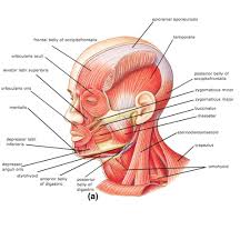 Head and neck muscle diagram. Human Anatomy Muscles Head Neck Muscles Pictures Flashcards Quizlet