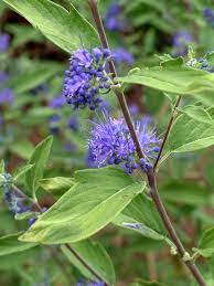 Sky blue to lavender blue flowers above silvery foliage. Caryopteris Longwood Blue Bluestone Perennials