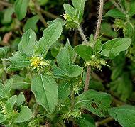 Image result for Acanthospermum australe