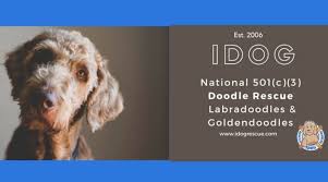 Every puppy is unique, please fill out a puppy application and inform us of your preferences. Best Goldendoodle Rescues In Texas