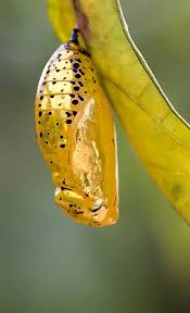 Butterfly Chrysalis Do You Know Which One It Is Butterfly Chrysalis Arthropods Bugs And Insects