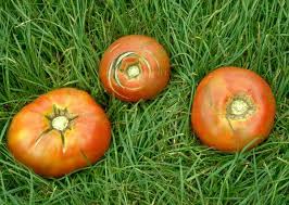 Jun 24, 2021 · what it looks like: What S Wrong With Your Tomatoes The New York Times