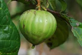 Image result for Massularia acuminata