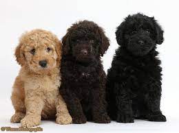 Discover various funny doodles created by our artists, color it or use it as inspiration to imagine your own drawings ! 31 Blue Our Goldendoodle Ideas Goldendoodle Goldendoodle Black Dogs