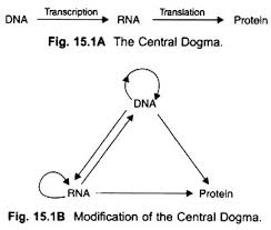 Central Dogma With Diagram Genetics