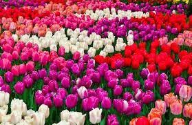 Purity Impurity And Types Praise Be To God Prayer And Peace Be Upon The Messenger Of Allah And On His Family And Companio Gorgeous Gardens Flowers Petal