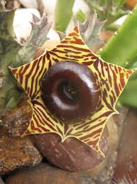 You will see that depending on what is out there, you will have all kinds of different looks depending on uses for the cactus flower generally, most people aren't giving away a cactus for a valentine's day gift. Pin By Zoe Noyes On Cactus Succulents Unusual Flowers Cactus And Succulents Star Flower