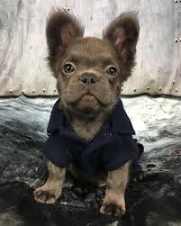This black and tan boy is gorgeous and he carries the long hair gene. Sieh Dir Dieses Instagram Foto Von Fozzythefluffyfrenchie An Gefallt 5 857 Mal Cute Dogs Baby Animals Cute Baby Animals
