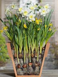 Maybe you would like to learn more about one of these? 13 Container Bulb Gardens Ideas Garden Containers Container Gardening Planting Flowers