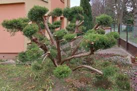 Image result for rez rzivost ostru%u017Einy