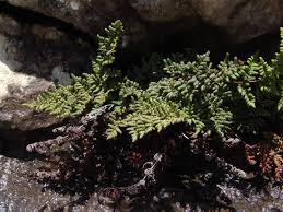 Image result for Aleuritopteris welwitschii