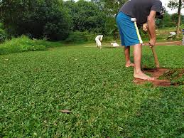 Terdapat beberapa jenis rumput hias yang bisa anda pilih untuk mempercantik taman rumah. Tukang Rumput Jepang Di Depok Bintang Rumput Taman
