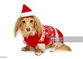 Longhaired Dachshund Wearing A Red Christmas Sweater With A Red Hat Red Christmas Sweater Christmas Sweaters Red Hats