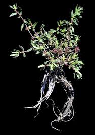 Image result for Ammannia baccifera