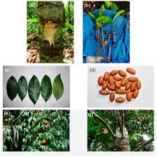 Forests Free Full Text Medicinal Potential Utilization And Domestication Status Of Bitter Kola Garcinia Kola Heckel In West And Central Africa Html
