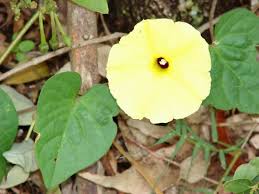 Image result for Ipomoea ochracea